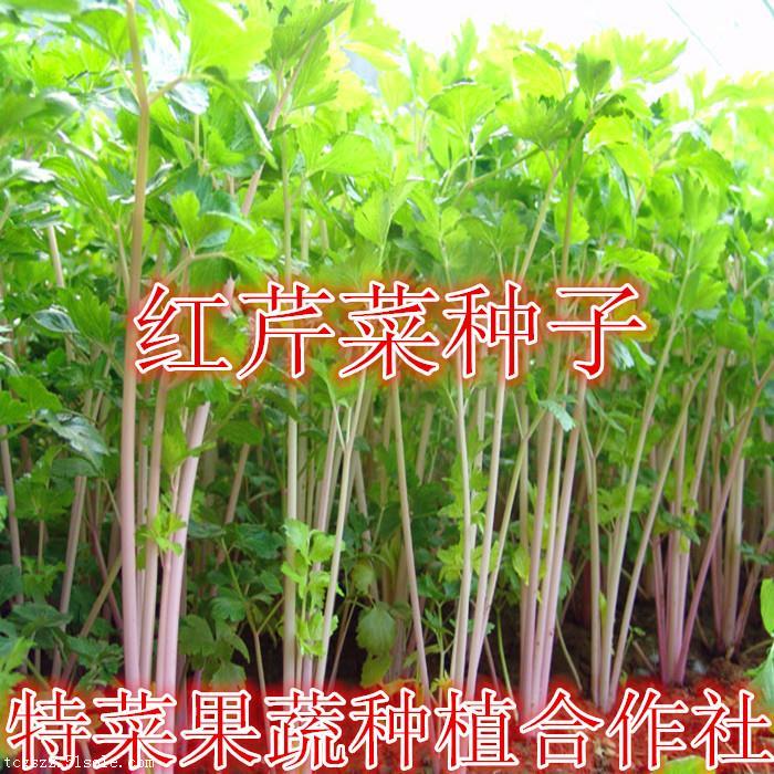 红芹菜种子批发与果蔬种植指南 价格、厂家及种苗选购全解析
